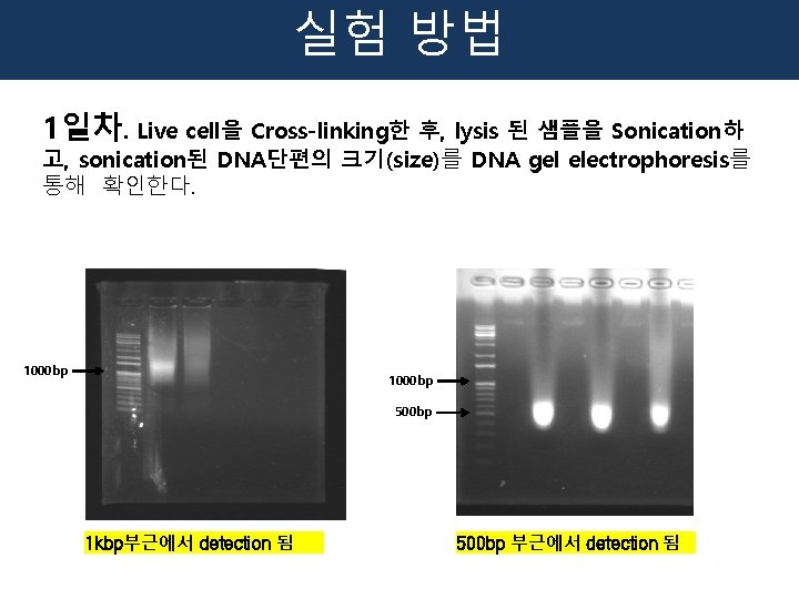 실험 방법 1일차. Live cell을 Cross-linking한 후, lysis 된 샘플을 Sonication하 고, sonication된 DNA단편의