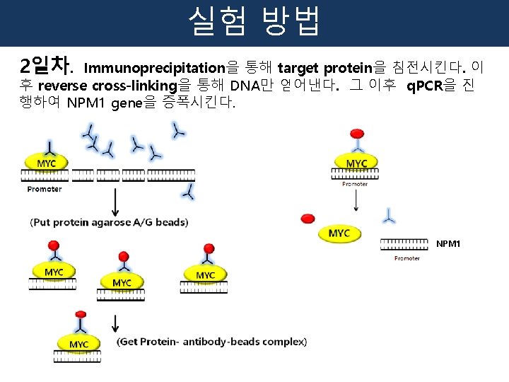 실험 방법 2일차. Immunoprecipitation을 통해 target protein을 침전시킨다. 이 후 reverse cross-linking을 통해 DNA만