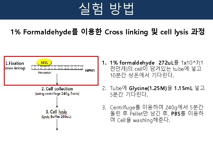 실험 방법 1% Formaldehyde를 이용한 Cross linking 및 cell lysis 과정 NPM 1 1.