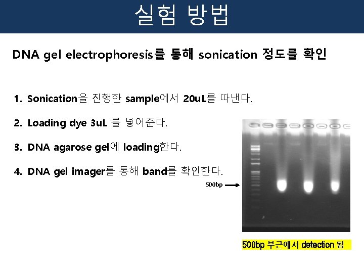 실험 방법 DNA gel electrophoresis를 통해 sonication 정도를 확인 1. Sonication을 진행한 sample에서 20