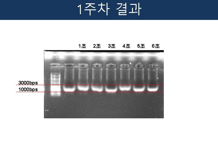 1주차 결과 1조 3000 bps 1000 bps 2조 3조 4조 5조 6조 