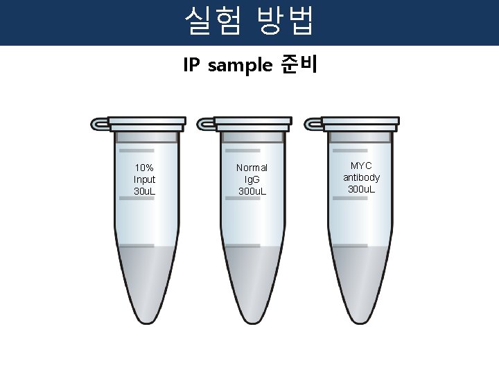 실험 방법 IP sample 준비 10% Input 30 u. L Normal Ig. G 300