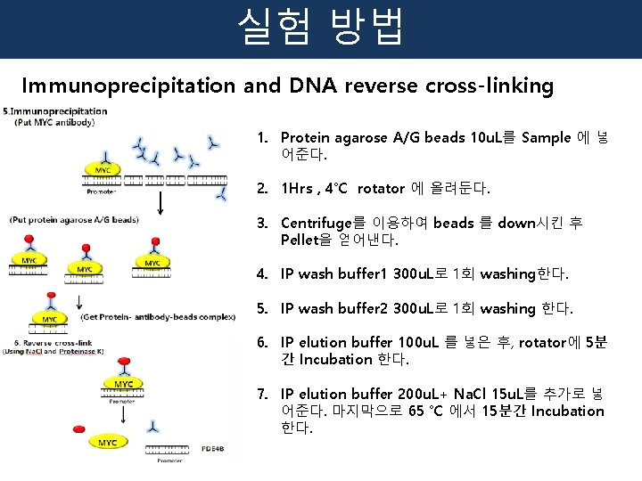 실험 방법 Immunoprecipitation and DNA reverse cross-linking 1. Protein agarose A/G beads 10 u.