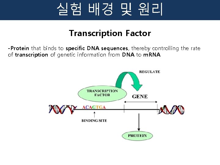 실험 배경 및 원리 Transcription Factor -Protein that binds to specific DNA sequences, thereby