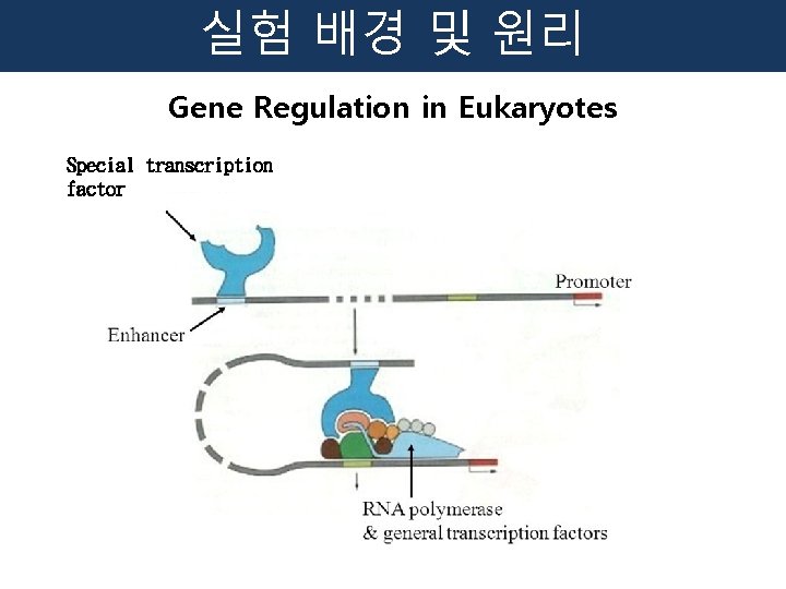 실험 배경 및 원리 Gene Regulation in Eukaryotes Special transcription factor 