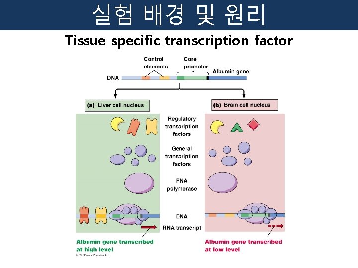 실험 배경 및 원리 Tissue specific transcription factor 