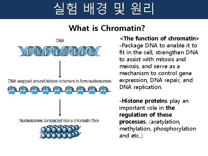 실험 배경 및 원리 What is Chromatin? <The function of chromatin> -Package DNA to