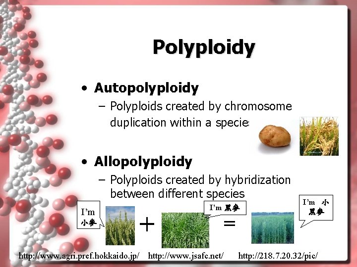 Polyploidy • Autopolyploidy – Polyploids created by chromosome duplication within a species • Allopolyploidy