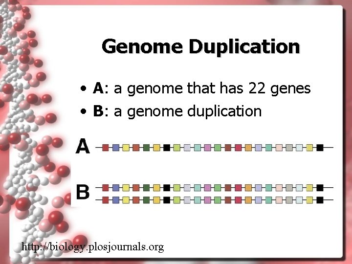 Genome Duplication • A: a genome that has 22 genes • B: a genome