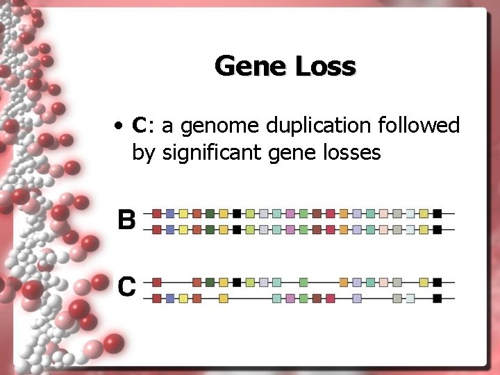 Gene Loss • C: a genome duplication followed by significant gene losses 