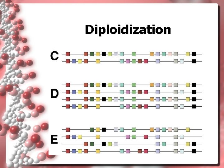 Diploidization 