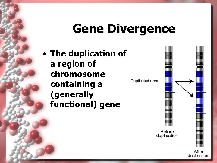 Gene Divergence • The duplication of a region of chromosome containing a (generally functional)