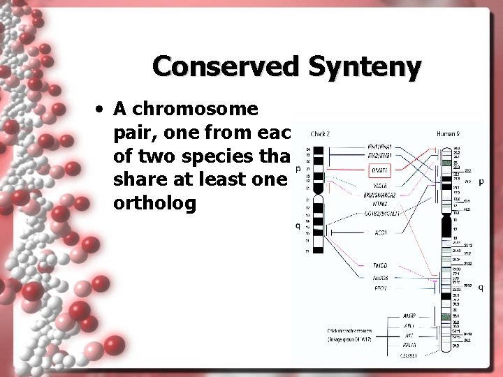 Conserved Synteny • A chromosome pair, one from each of two species that share