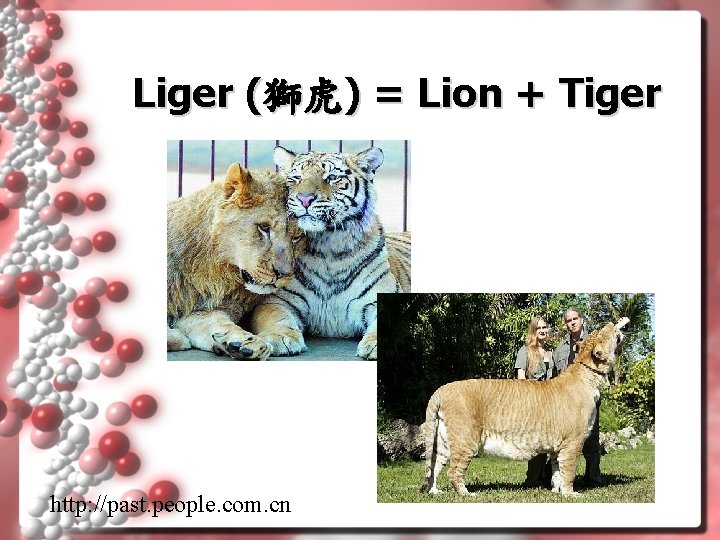 Liger (獅虎) = Lion + Tiger http: //past. people. com. cn 