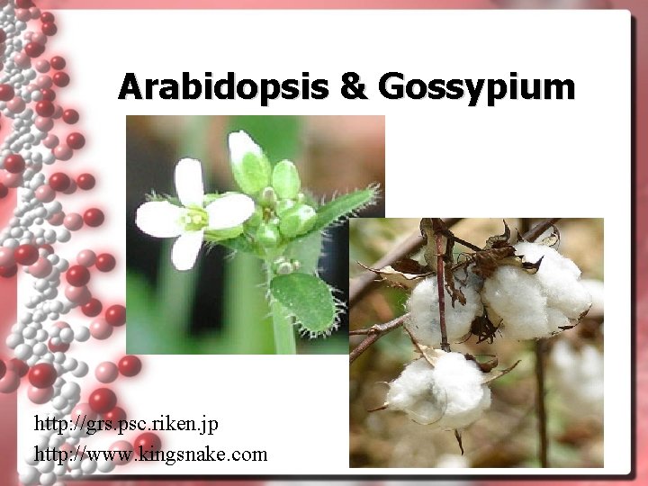 Arabidopsis & Gossypium http: //grs. psc. riken. jp http: //www. kingsnake. com 