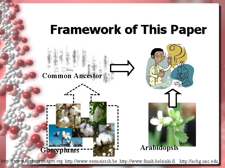 Framework of This Paper Common Ancestor Gossypiums Arabidopsis http: //www. forestryimages. org http: //www.