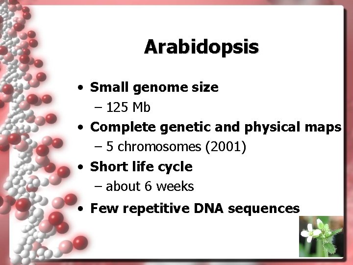 Arabidopsis • Small genome size – 125 Mb • Complete genetic and physical maps