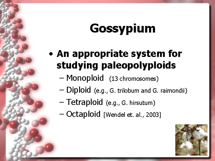 Gossypium • An appropriate system for studying paleopolyploids – Monoploid (13 chromosomes) – Diploid