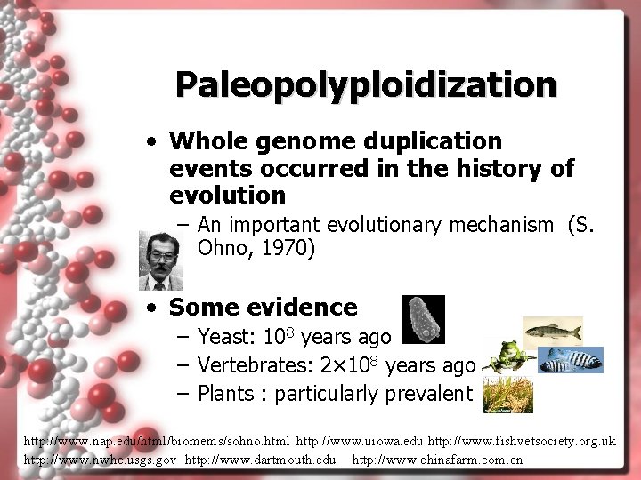 Paleopolyploidization • Whole genome duplication events occurred in the history of evolution – An