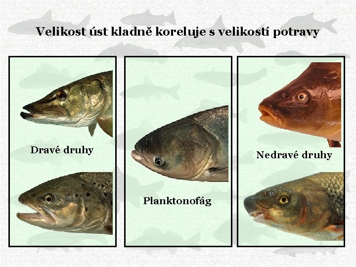 Velikost úst kladně koreluje s velikostí potravy Dravé druhy Nedravé druhy Planktonofág 