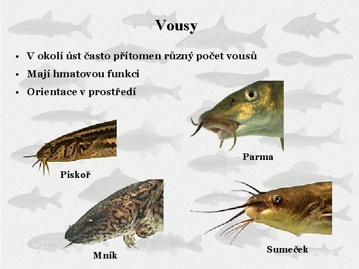 Vousy • V okolí úst často přítomen různý počet vousů • Mají hmatovou funkci