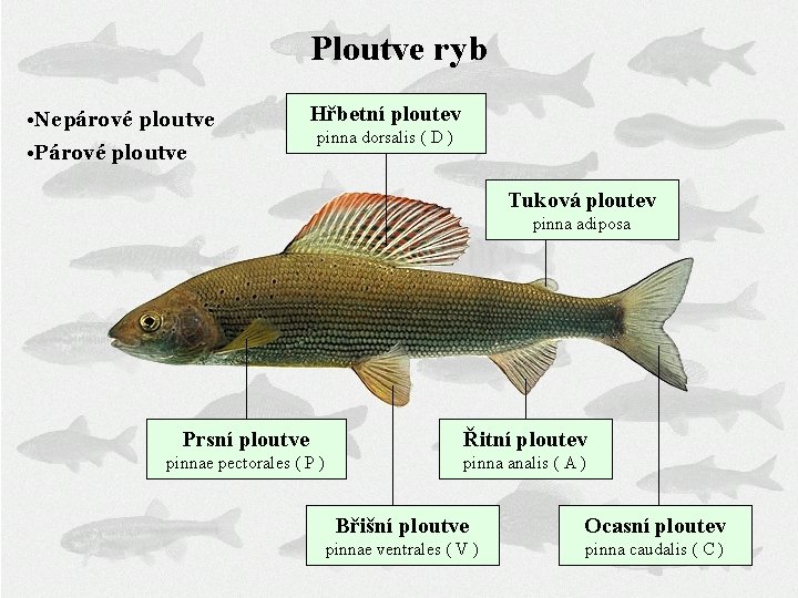 Ploutve ryb • Nepárové ploutve • Párové ploutve Hřbetní ploutev pinna dorsalis ( D