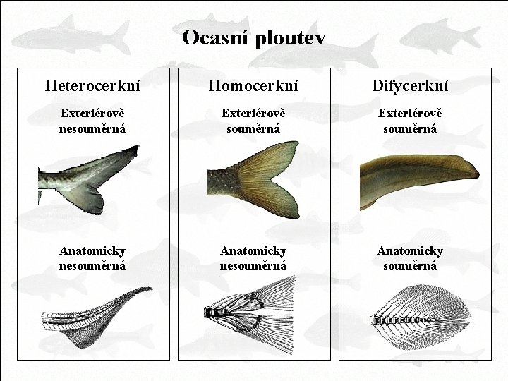 Ocasní ploutev Heterocerkní Homocerkní Difycerkní Exteriérově nesouměrná Exteriérově souměrná Anatomicky nesouměrná Anatomicky souměrná 