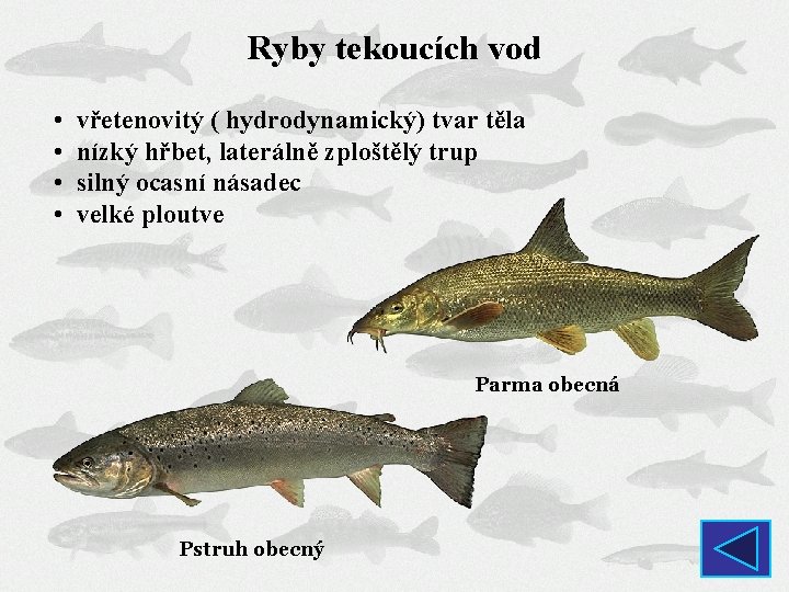 Ryby tekoucích vod • • vřetenovitý ( hydrodynamický) tvar těla nízký hřbet, laterálně zploštělý