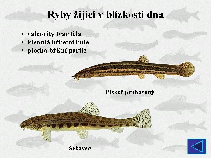 Ryby žijící v blízkosti dna • válcovitý tvar těla • klenutá hřbetní linie •