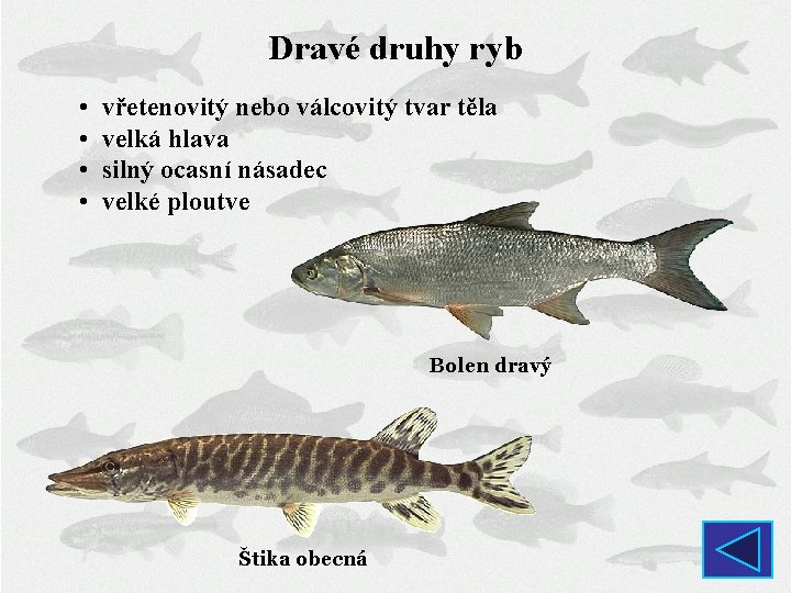 Dravé druhy ryb • • vřetenovitý nebo válcovitý tvar těla velká hlava silný ocasní