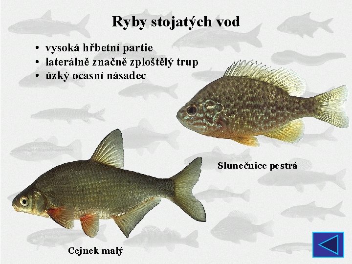 Ryby stojatých vod • vysoká hřbetní partie • laterálně značně zploštělý trup • úzký