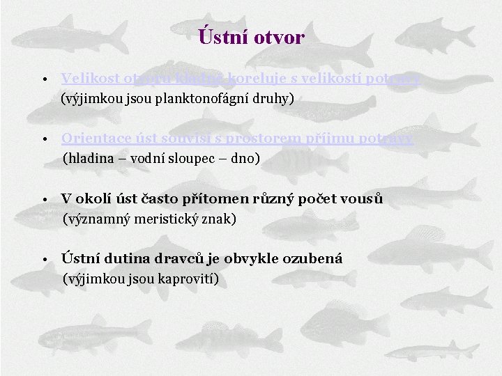 Ústní otvor • Velikost otvoru kladně koreluje s velikostí potravy (výjimkou jsou planktonofágní druhy)