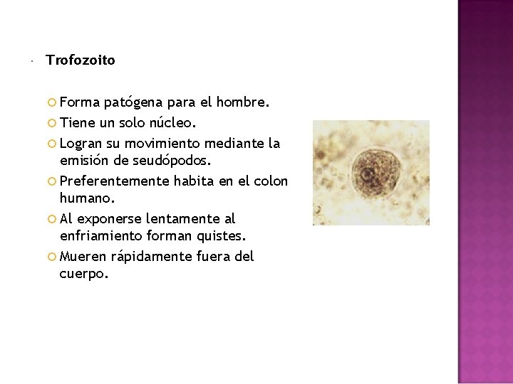  Trofozoito Forma patógena para el hombre. Tiene un solo núcleo. Logran su movimiento