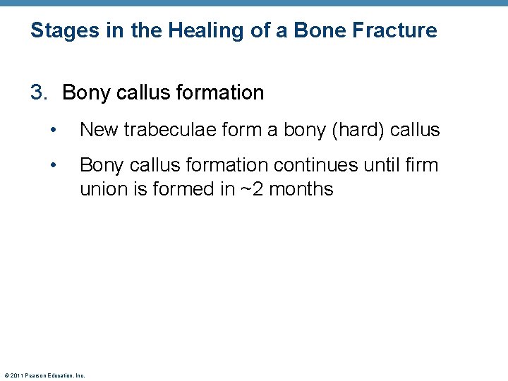 Stages in the Healing of a Bone Fracture 3. Bony callus formation • New