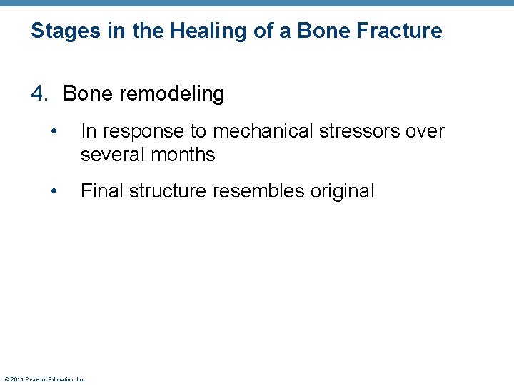 Stages in the Healing of a Bone Fracture 4. Bone remodeling • In response