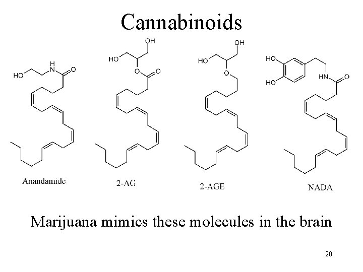 Cannabinoids Marijuana mimics these molecules in the brain 20 