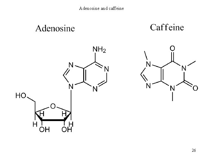 Adenosine and caffeine 26 