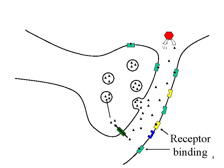 Receptor binding 4 