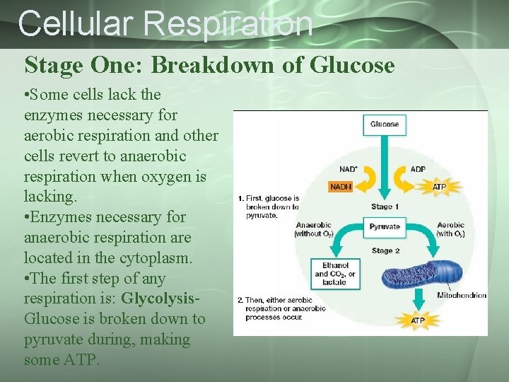 Cellular Respiration Stage One: Breakdown of Glucose • Some cells lack the enzymes necessary