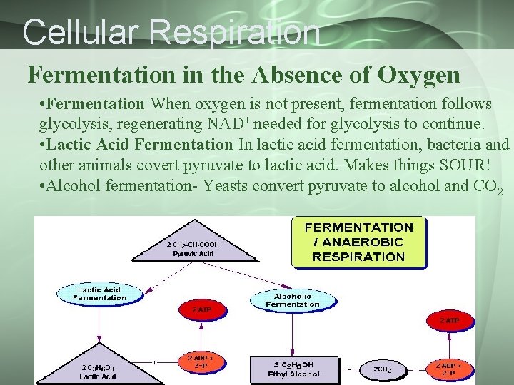 Cellular Respiration Fermentation in the Absence of Oxygen • Fermentation When oxygen is not