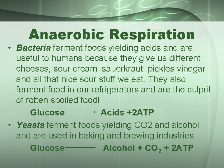 Anaerobic Respiration • Bacteria ferment foods yielding acids and are useful to humans because