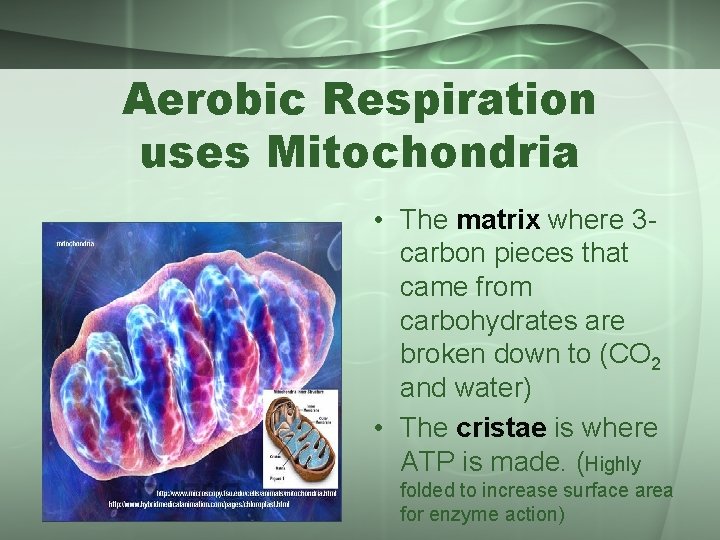 Aerobic Respiration uses Mitochondria • The matrix where 3 carbon pieces that came from