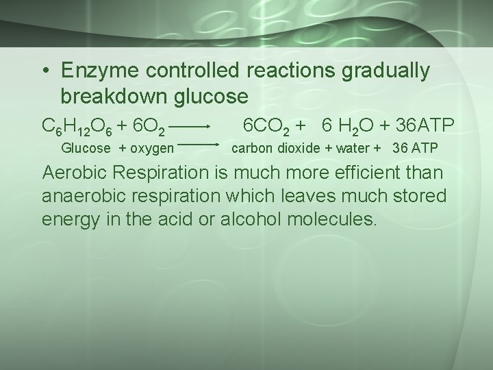  • Enzyme controlled reactions gradually breakdown glucose C 6 H 12 O 6