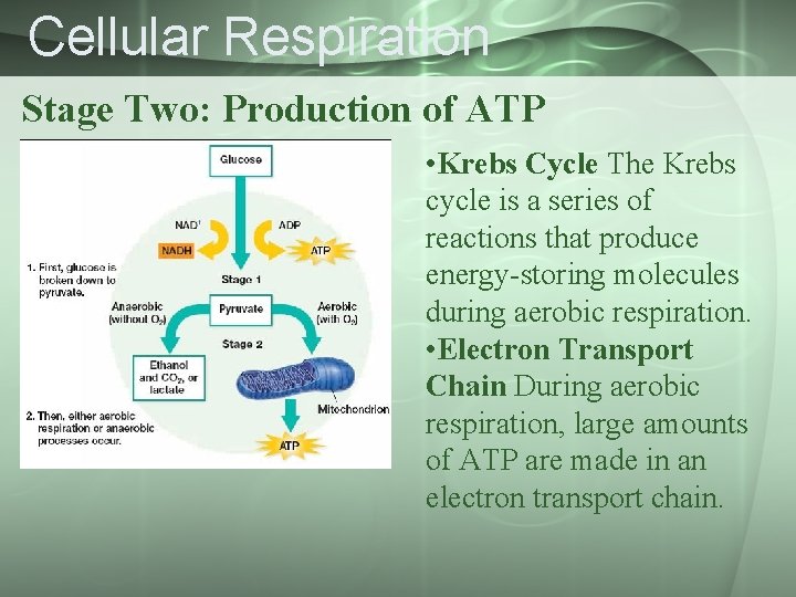 Cellular Respiration Stage Two: Production of ATP • Krebs Cycle The Krebs cycle is
