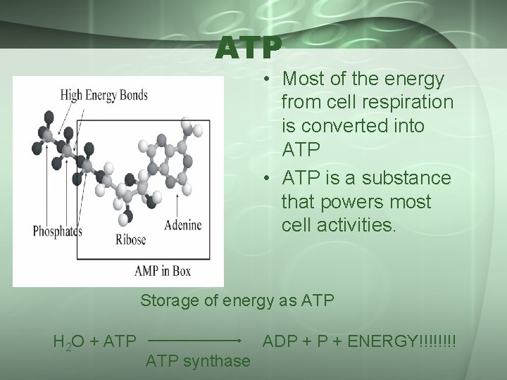ATP • Most of the energy from cell respiration is converted into ATP •