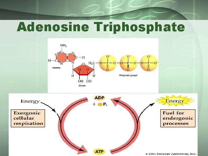 Adenosine Triphosphate 