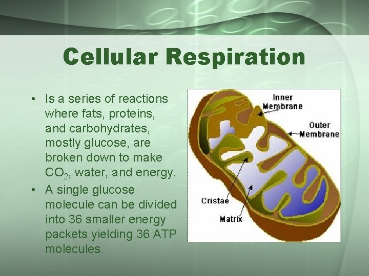 Cellular Respiration • Is a series of reactions where fats, proteins, and carbohydrates, mostly