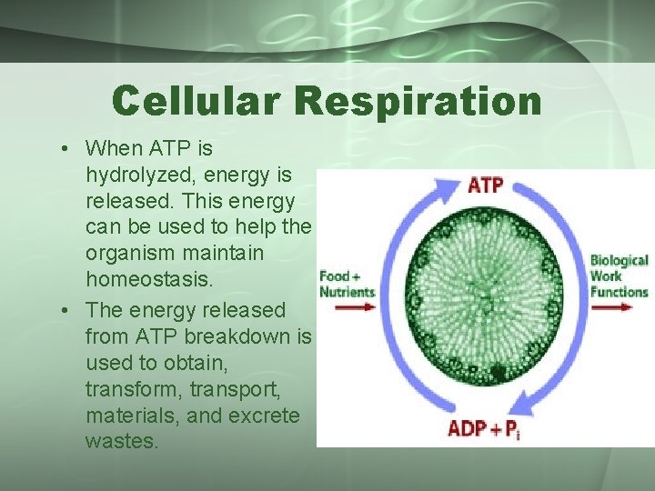 Cellular Respiration • When ATP is hydrolyzed, energy is released. This energy can be