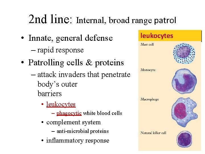 2 nd line: Internal, broad range patrol • Innate, general defense – rapid response