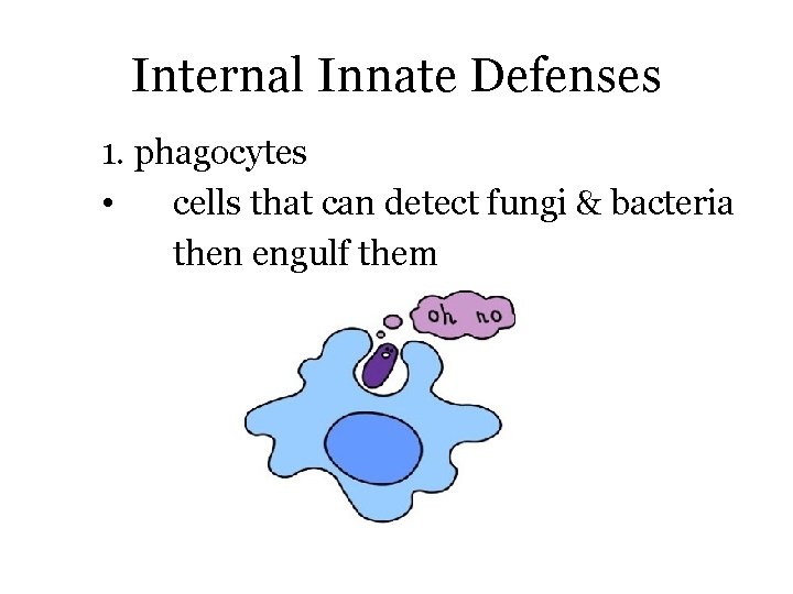 Internal Innate Defenses 1. phagocytes • cells that can detect fungi & bacteria then